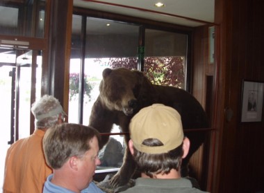 Kodiak Animals, Bears (40)