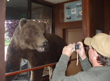 Kodiak Animals, Bears (41)